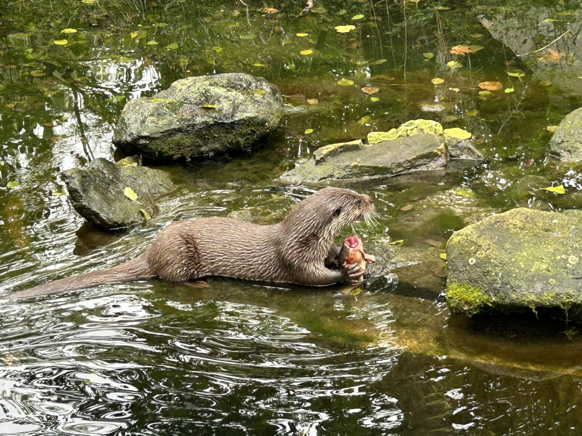 Ernährung und Versorgung für Fischotter