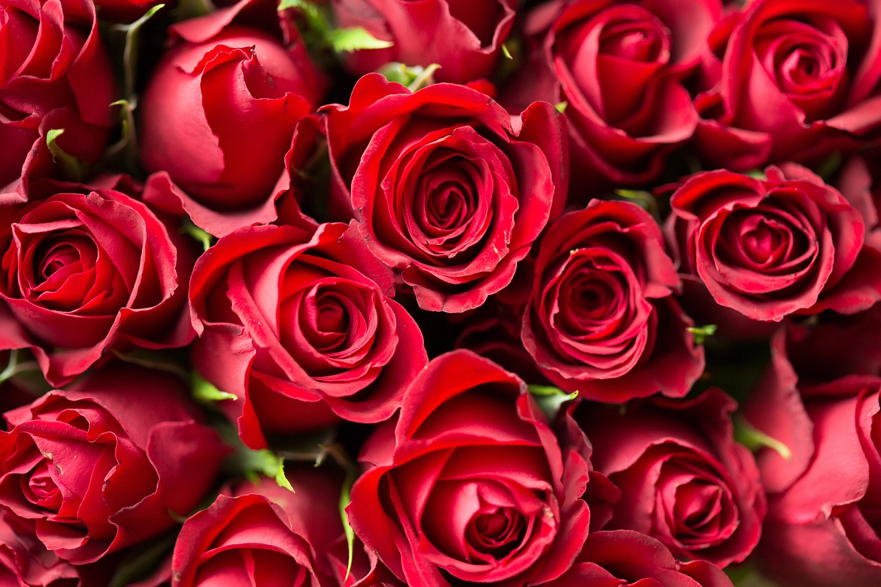 Fairtrade-Rosen zum Valentinstag