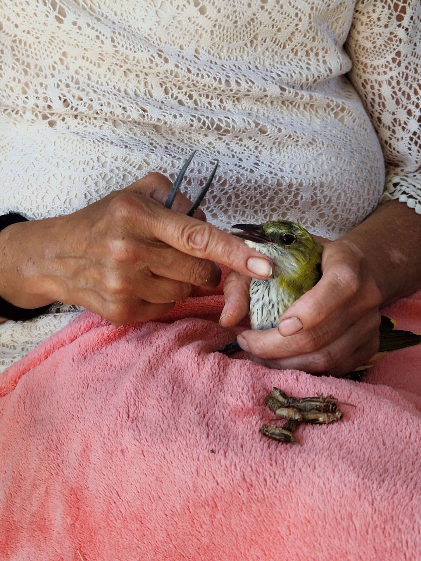 Pfand für Piepmätze – Wie unsere SMV durch eine Flaschensammlung die Wildvogelhilfe unterstützt